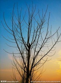树  夕阳