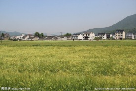麦田