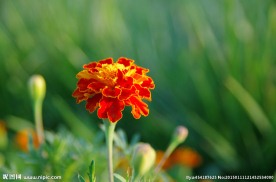 万寿菊 菊花 黄色万寿菊