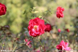花 玫瑰花