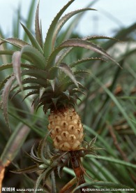 菠萝图片