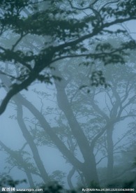 树林雾景图片