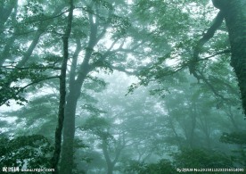 树林雾景图片