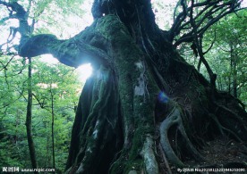 树根图片