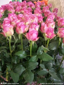 玫瑰花