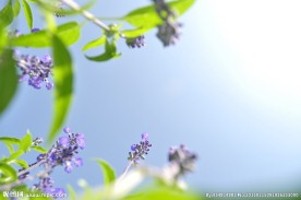 紫丁香