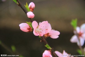 初春梅花