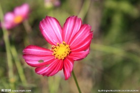 格桑花