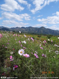 花间远望