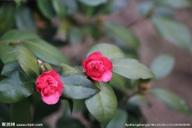 茶花