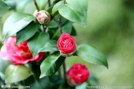 茶花