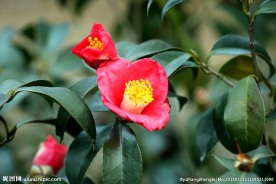 茶花