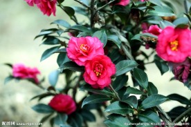 茶花