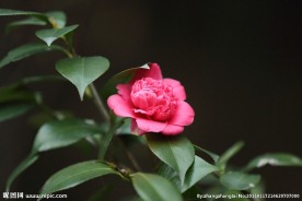 茶花
