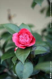 茶花