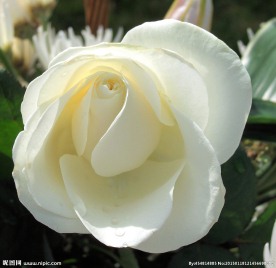 玫瑰花