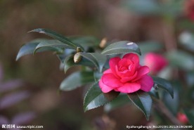 茶花