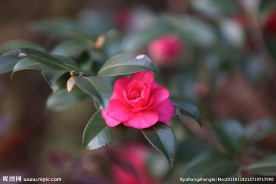 茶花