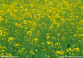 油菜花蜜蜂图片