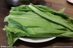 香麦 油麦菜
