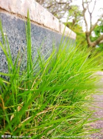 小草 野草