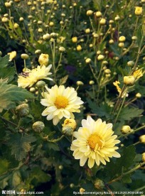 菊花 花蕾