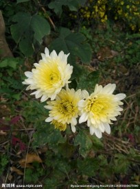 菊花