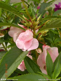 凤仙花