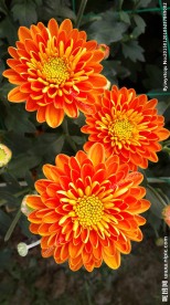 橙菊花