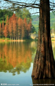 水松树