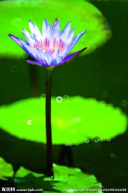 莲花