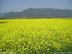 油菜花田