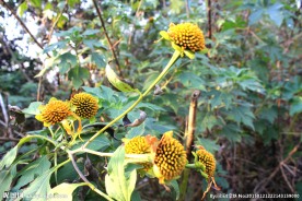 秋后菊花