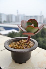 多肉植物 大瑞碟
