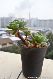 多肉植物 玉蝶