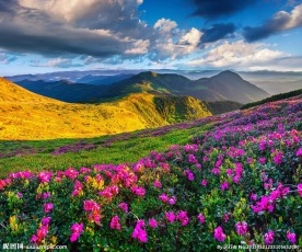 杜鹃花