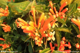 炮仗花