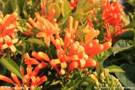 炮仗花
