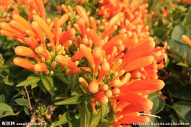 炮仗花