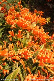 炮仗花