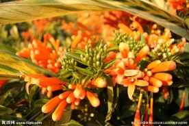 炮仗花
