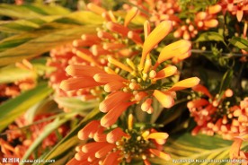 炮仗花