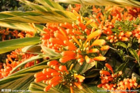 炮仗花