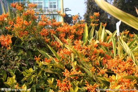 炮仗花