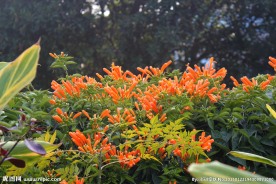 炮仗花