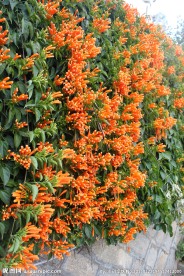 炮仗花