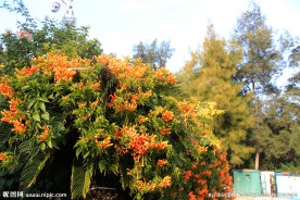 炮仗花