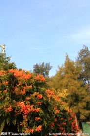 炮仗花