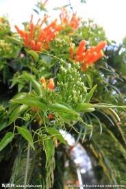 炮仗花