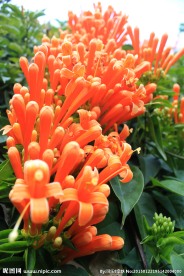 炮仗花